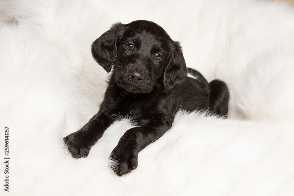 Cute little lab puppy on white blanket Cute little lab puppy on white blanket