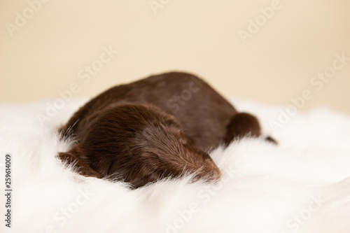 Small brown lab puppy sleeping on white blanket