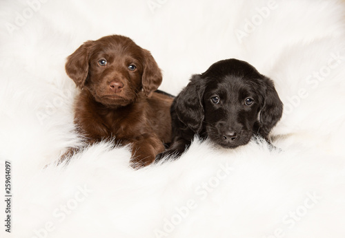 Fototapeta Naklejka Na Ścianę i Meble -  Two cute labradoodle puppies on white blanket