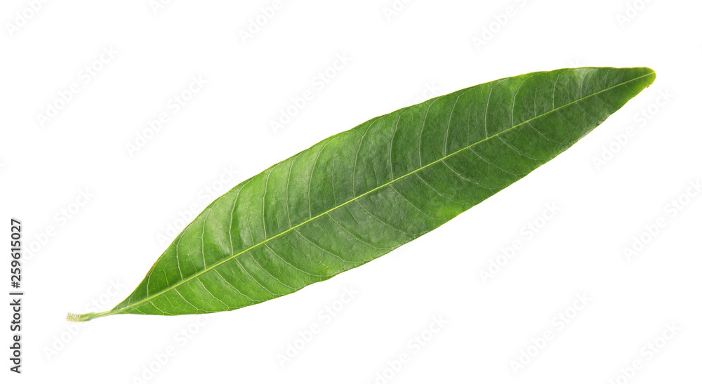Obraz premium Fresh green mango leaf on white background