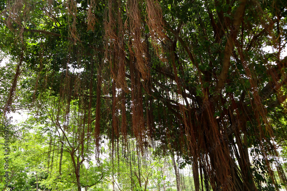 Fototapeta premium Beautiful green tree, plants, forest and flowers in the outdoor gardens