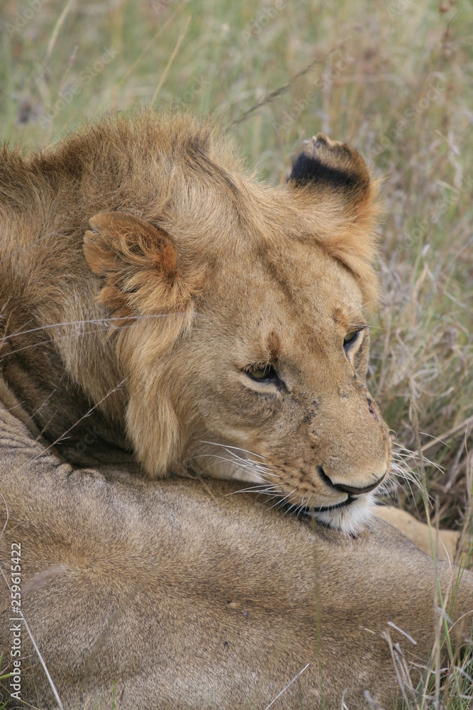 Male lion lying in the dry grass resting in Masai Mara, Kenya