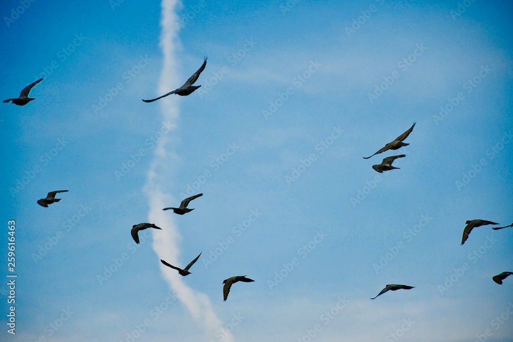 Fototapeta premium Birds flying in the sky