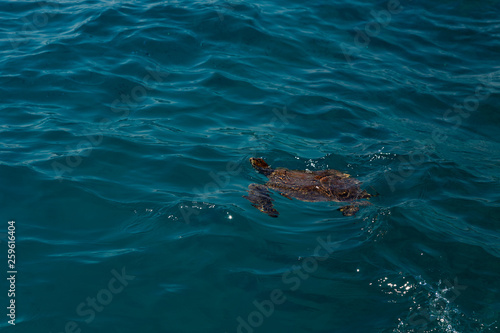 Sea turtle swimming in Kekova, Antalya, Turkey