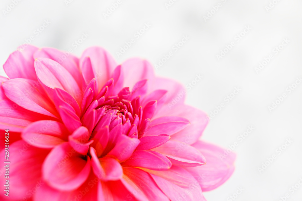 Close up shot of pink crimson dahlia flower with visible petal pattern on gigantic but. Isolated background, close up, copy space, top view.