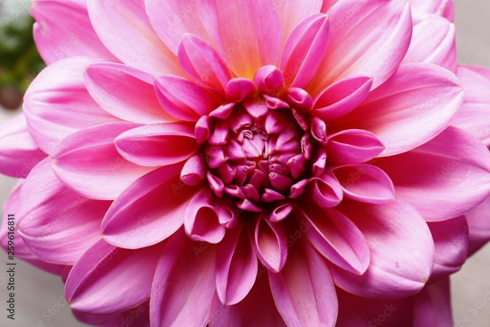 Close up shot of pink crimson dahlia flower with visible petal pattern on gigantic but. Isolated background, close up, copy space, top view. Close up shot of pink crimson dahlia flower with visible petal pattern on gigantic but. Isolated background, close up, copy space, top view.