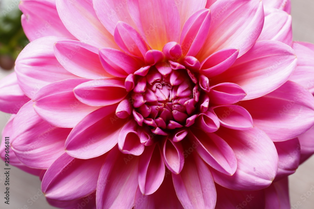 Close up shot of pink crimson dahlia flower with visible petal pattern on gigantic but. Isolated background, close up, copy space, top view.