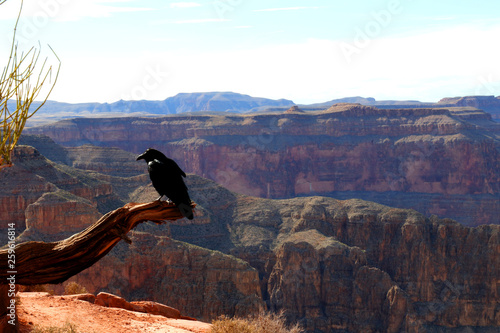 Black birds at the Grand Canyon, carved by the Colorado River in Arizona, United States. Grand Canyon National Park, Grand Canyon West, amazing view of the nature, breathtaking landscape.