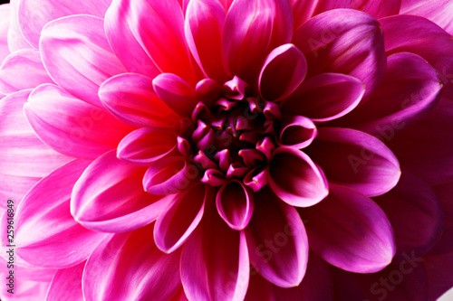 Close up shot of pink crimson dahlia flower with visible petal pattern on gigantic but. Isolated background, close up, copy space, top view. © Evrymmnt