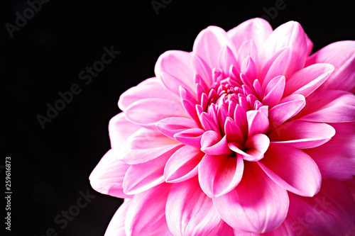 Close up shot of pink crimson dahlia flower with visible petal pattern on gigantic but. Isolated background  close up  copy space  top view.