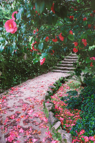  Thickets of flowering camellia trees in the old garden with a staircase