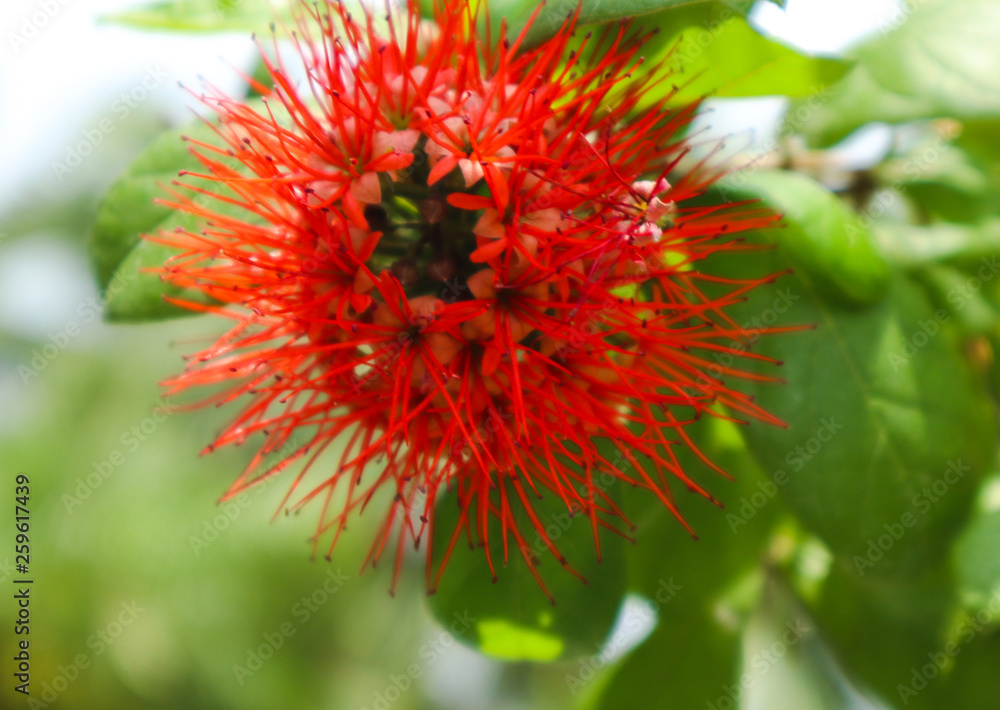 Beautiful green tree, plants, forest and flowers in the outdoor gardens Beautiful green tree, plants, forest and flowers in the outdoor gardens