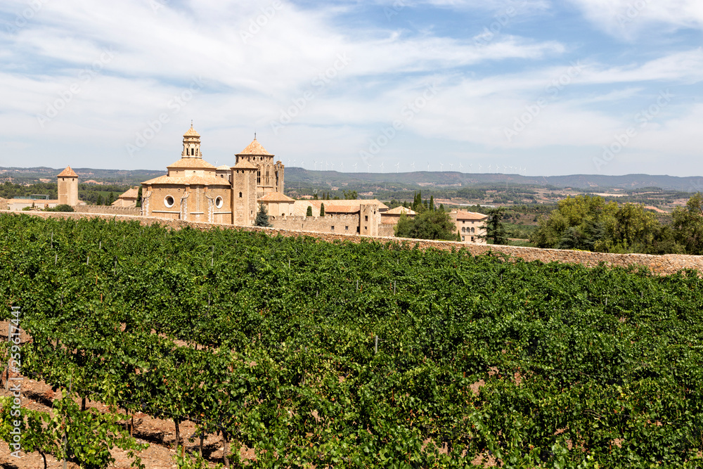 Vineyards in Santa Maria de Poblet monastery, Catalonia, Spain