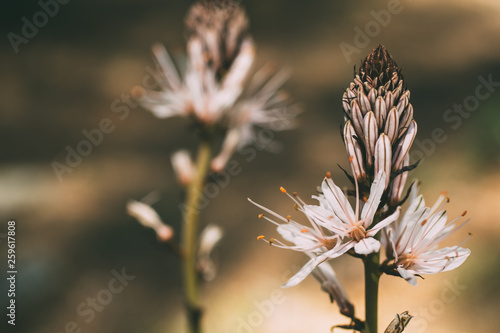 White vintage wild flowers background. Beautiful nature and springtime background with flowers. 