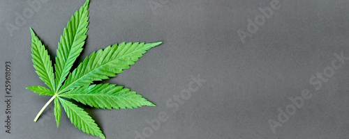 Green leaf of hemp on a dark background. Young cannabis plant. Northern light strain. Drug indica with CBD. Legal cultivation of marijuana at home
