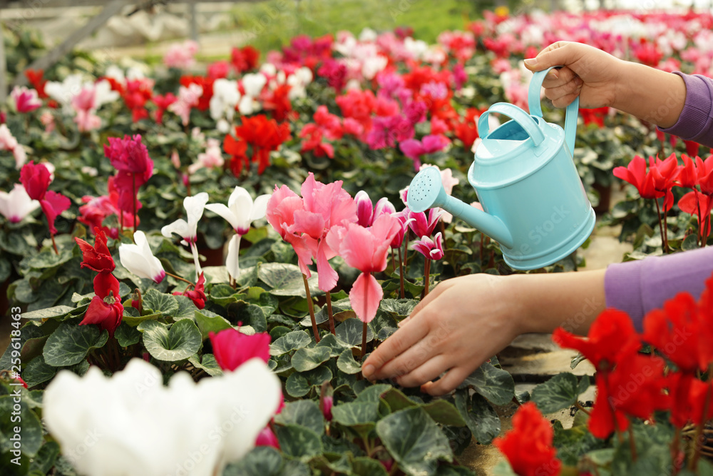 Woman watering blooming flowers in greenhouse, closeup. Home gardening Woman watering blooming flowers in greenhouse, closeup. Home gardening