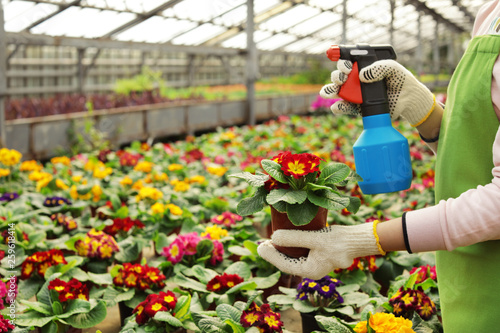 Young woman taking care of blooming flowers in greenhouse, closeup view. Home gardening