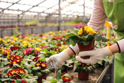 Fototapeta Naklejka Na Ścianę i Meble -  Young woman taking care of flowers in greenhouse, closeup. Home gardening