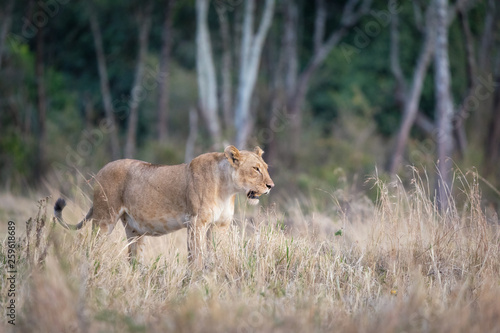 Adult lioness standing in a clearing in the Masai Mara