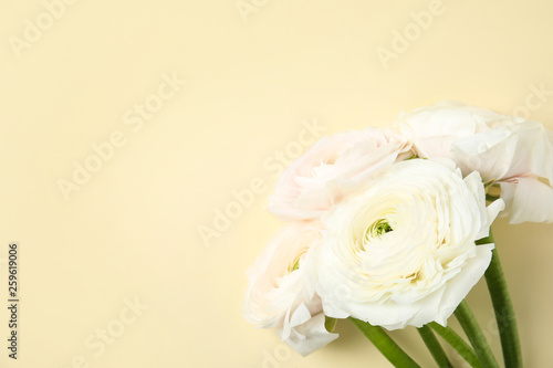 Beautiful ranunculus flowers on color background, top view. Space for text