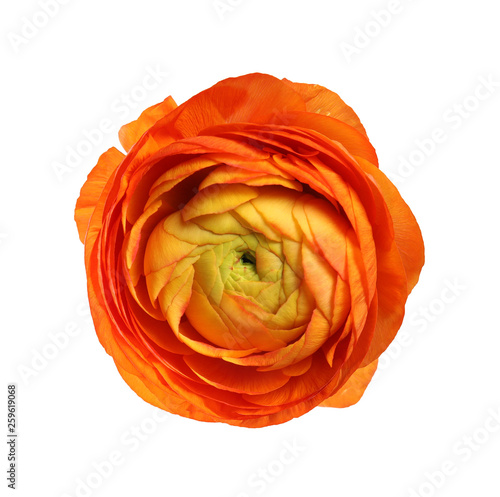 Obraz na plátně Beautiful ranunculus flower isolated on white, top view