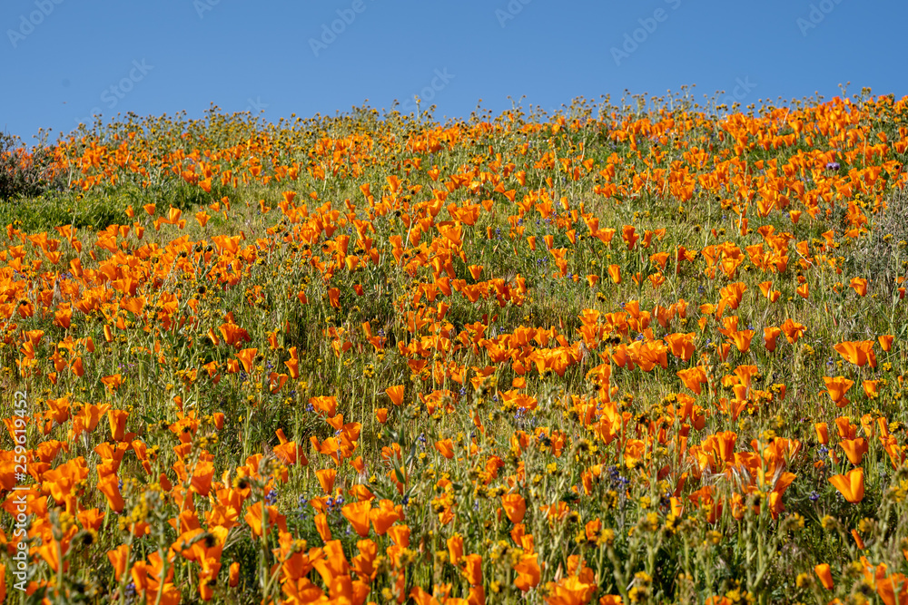 Field of orange California Poppies in full bloom with fiddlehead wildflowers in Antelope Valley Poppy Reserve