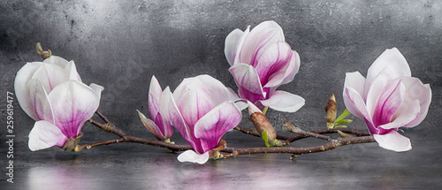 Obraz na płótnie Wunderschöner Magnolienzweig isoliert auf anthrazitem Hintergrund