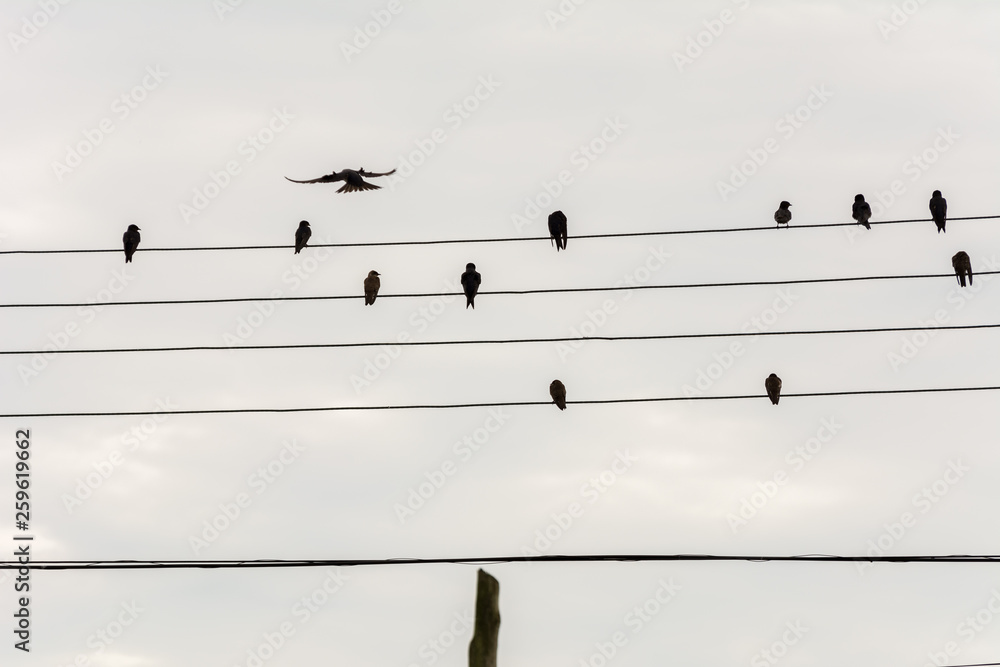 Group of small birds on electric wires just like a music score, in Joaquina Beach, Florianopolis, Brazil. Group of small birds on electric wires just like a music score, in Joaquina Beach, Florianopolis, Brazil.
