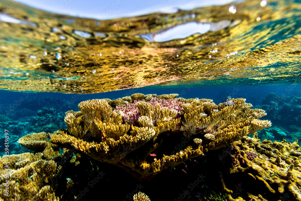 Coral reefs, some of the most pristine in the world. Palmyra Atoll ...
