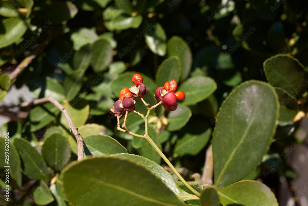 Euonymus japonicus Euonymus japonicus