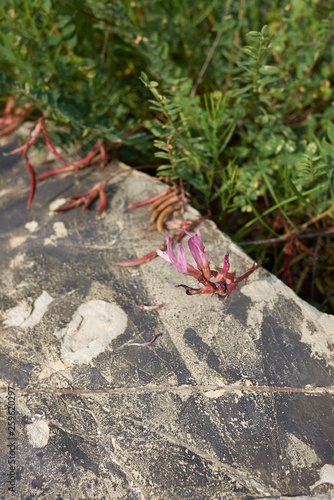 Astragalus monspessulanus photo