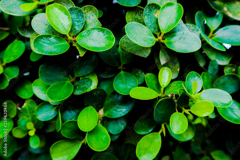 Beautiful green tree, plants, forest and flowers in the outdoor gardens Beautiful green tree, plants, forest and flowers in the outdoor gardens