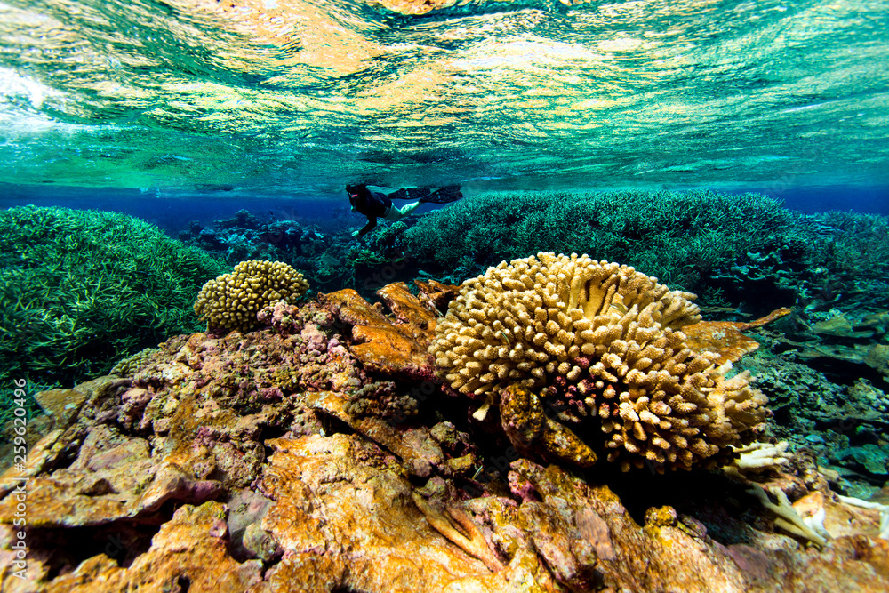 Coral reefs, some of the most pristine in the world. Palmyra Atoll ...