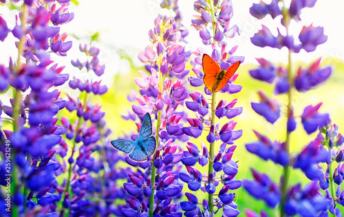 natural background with beautiful two butterflies pigeon orange and blue sitting in the summer garden on a bright lilac and purple lupine flowers on a Sunny day © nataba