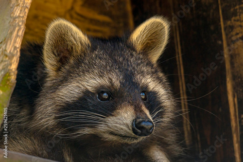 Young season raccoon plays hide in green leaves Forest