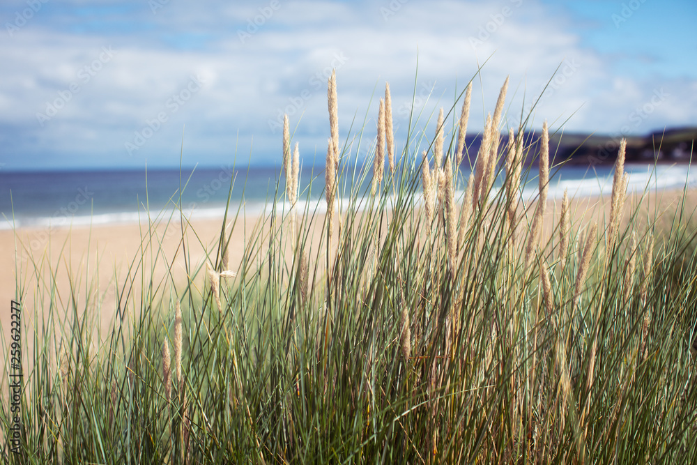 green grass against summer beach background green grass against summer beach background