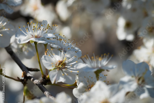 delicate white flowers of plum tree in early spring. small depth of field