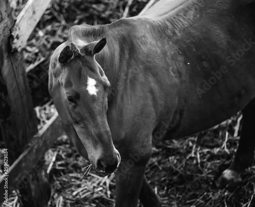 Horses in the paddock black and white photo from above
