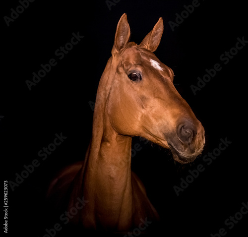 Portrait of a red horse on a black background
