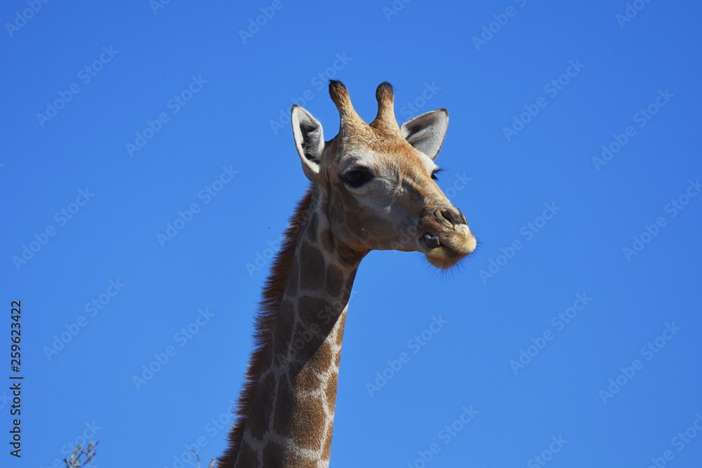 Kap-Giraffe (giraffa camelopardalis) im Kgalagadi Transfrontier Nationalpark in Südafrika. 