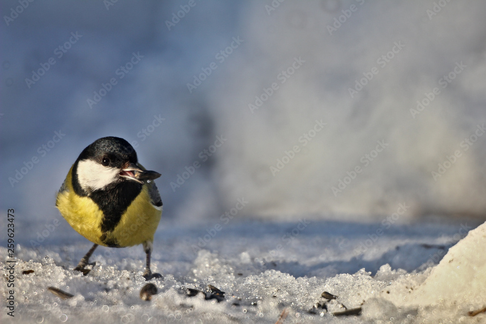 Obraz premium great tit on the snow