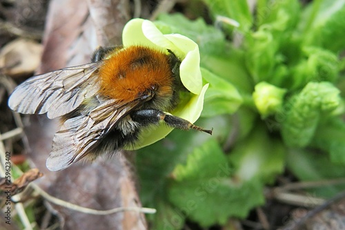 Bumblebee on yeloow primula flower in spring, closeup  photo