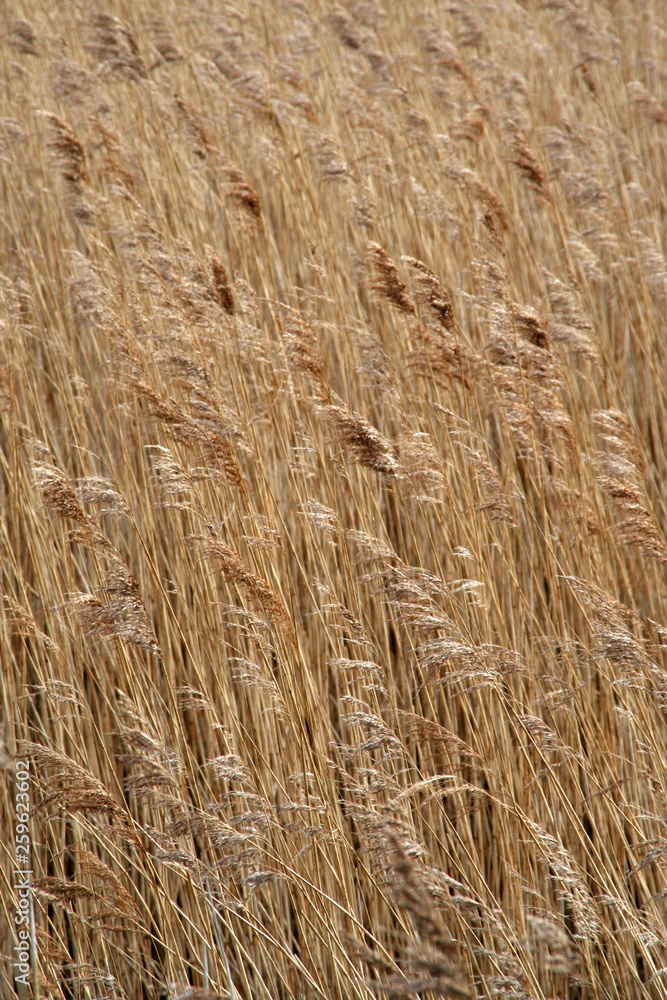 Fototapeta premium Full frame image of wheat field