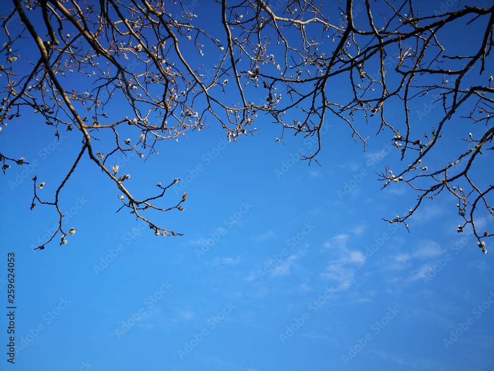 Willow tree branch in front of blue sky Willow tree branch in front of blue sky