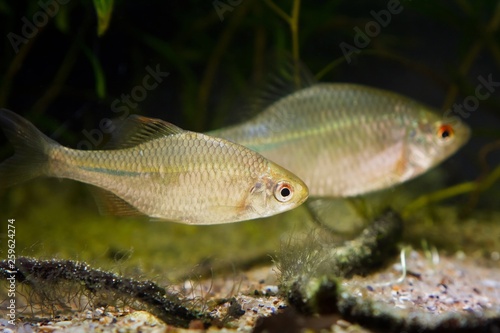 spawning pair of European bitterling, Rhodeus amarus, beautiful ornamental adult fish in a coldwater temperate freshwater biotope aquarium
