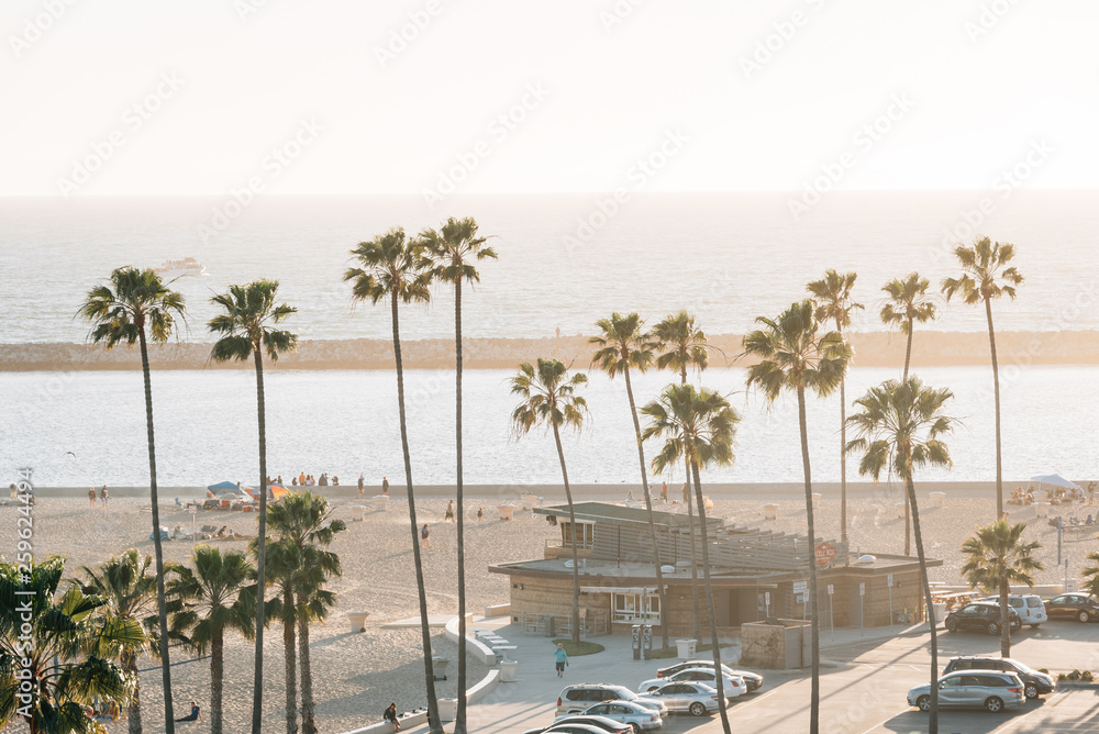 Palm trees and the beach, in Corona del Mar, Newport Beach, California