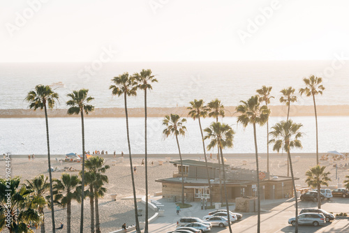 Palm trees and the beach  in Corona del Mar  Newport Beach  California