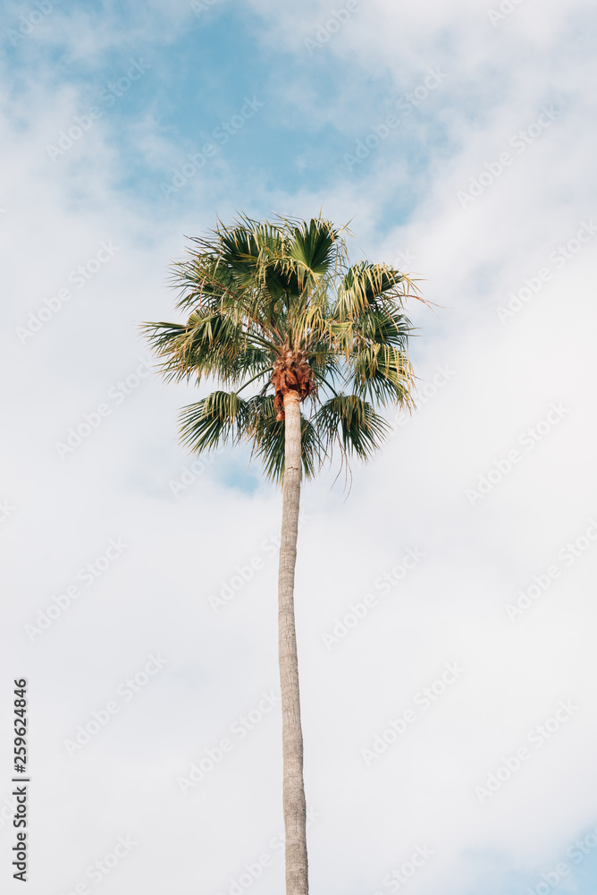 Obraz premium Palm tree at Treasure Island Park, in Laguna Beach, Orange County, California