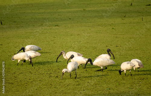 Flock of birds, Bharatpur Bird Sanctuary