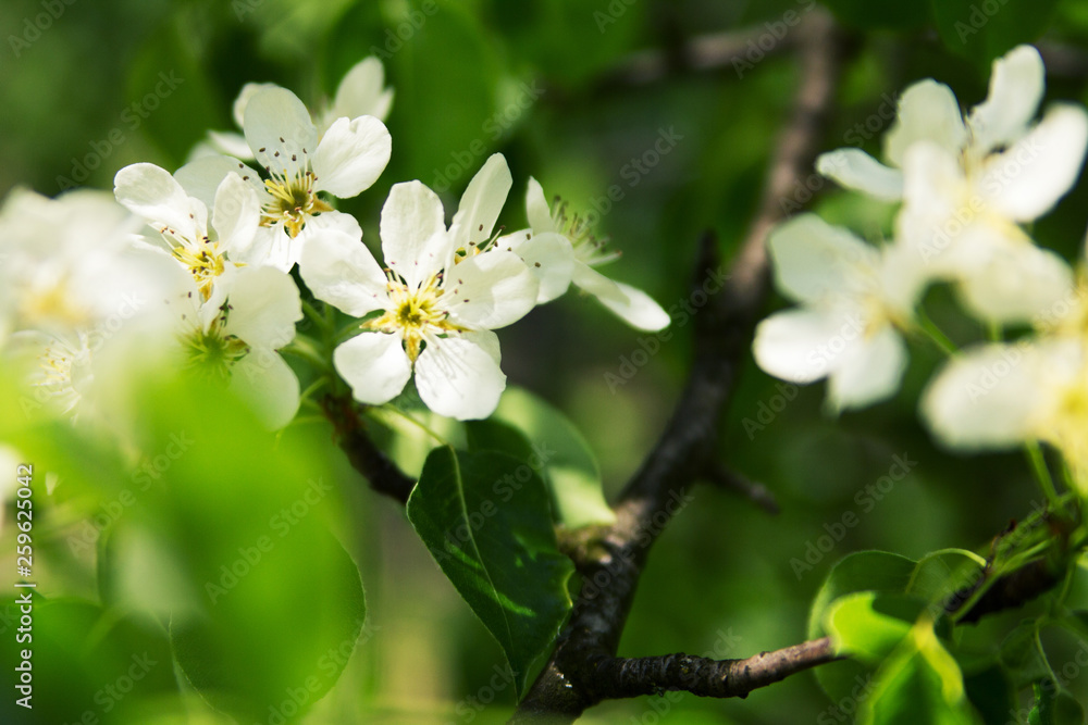 blossom branch tree flower spring bouquet background blossom branch tree flower spring bouquet background